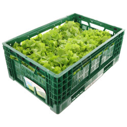 SALADE FEUILLE CHENE BLONDE 8PCS